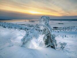 hiver Aube avec une fantaisie arbre plâtré avec neige. magique bizarre silhouettes de des arbres sont plâtré avec neige. Arctique dur la nature. photo