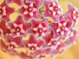 rouge hoya carnosa fleurs étoile forme est épanouissement. Accueil floriculture concept, hoya reproduction. photo