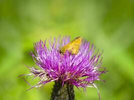 grosse tête papillon sur une chardon fleur. brillant Naturel Contexte avec une papillon sur une fleur photo