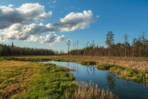 printemps paysage avec plat marais et une rivière sur le banque de une clairsemé des bois sur une clair ensoleillé journée. marécageux plaine. côtier marécages. vue plus de rivière marais sur printemps journée. photo