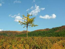 une petit Jaune mélèze arbre dans le milieu de un l'automne d'or champ. scénique Montagne paysage avec conifère arbre sur Jaune l'automne flanc de coteau. photo