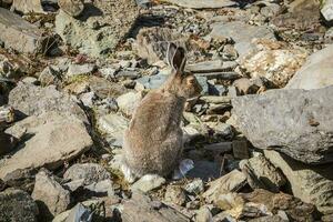 bien nourri marron lièvre est assis sur rochers dans le sauvage. Montagne lièvre dans le Naturel habitat. sauvage lièvre. photo