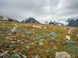 alpin oublier - moi - pas fleur prairie. épanouissement alpin prairie. alpin vert été Prairie avec épanouissement violet fleurs. alpin hauts plateaux. épanouissement oublier - moi - pas Prairie de le hauts plateaux. photo