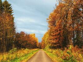 l'automne feuille automne. ensoleillé chemin dans une brumeux l'automne parc avec chute feuilles. une pays route par une à feuilles caduques forêt. photo