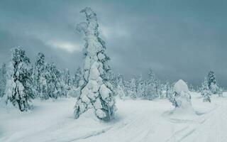 doux se concentrer. hiver minimaliste nord Contexte avec des arbres plâtré avec neige contre une foncé spectaculaire ciel. Arctique dur la nature. mystique Fée conte de le hiver brumeux forêt. photo