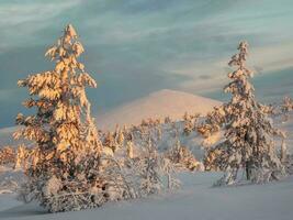 brillant ensoleillé bizarre silhouette de sapin des arbres sont plâtré avec neige. Arctique dur la nature. neige couvert Noël sapin des arbres sur flanc de montagne contre le Contexte de une bleu glacial ciel. photo