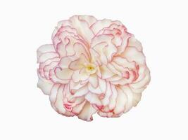 bégonia magnifique rose fleur isoler sur blanc Contexte photo