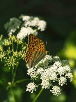 brillant Orange grand mère de perle papillon séance sur une blanc fleur contre flou vert herbe. proche en haut. photo