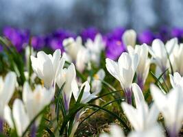 crocus dans une ensoleillé prairie. brillant printemps Contexte. photo