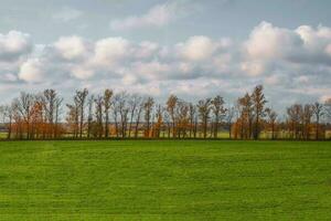 une tout droit ligne de des arbres dans un l'automne champ. photo