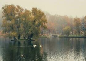 mystique Matin l'automne paysage avec brouillard plus de le lac. brumeux l'automne paysage avec Etat musée réserve gatchina. photo