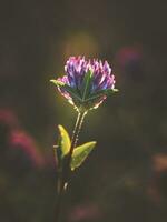 abstrait été Naturel Contexte avec une trèfle fleur. doux concentrer photo