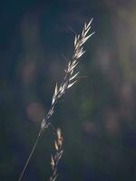 magnifique abstrait minimaliste Naturel Contexte avec une sec lame de herbe à le coucher du soleil. doux concentrer photo