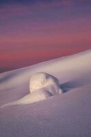 verticale violet minimaliste Contexte avec une couvert de neige solitaire arbre sur une Montagne pente. magique bizarre silhouette de arbre sont plâtré avec neige. Arctique dur la nature. copie espace. photo