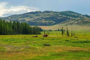 de race troupeau de vaches repos dans le distance. alpin vaches pâturage, vert humide pente de hauts plateaux. groupe de vaches dans le distance sur une été pâturage contre le Contexte de montagnes. photo