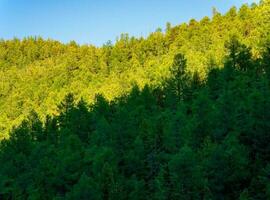 vert forêt couches sur Contexte de montagnes, silhouette. magnifique paysage. à feuilles persistantes conifère des arbres. photo