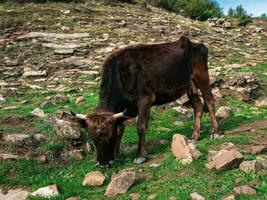 marron vache dans fermer sur une rocheux Montagne pente alimente sur pauvres végétation. difficile Montagne animal agriculture concept. photo