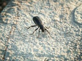 une grand noir scarabée sur une pièce de blanc pierre de bonne heure Matin. photo