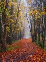 érable ruelle avec déchue feuilles par une mystique forêt. fabuleux l'automne brumeux paysage. photo