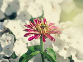 cynie est une magnifique rose fleur dans le jardin sur le Contexte de blanc fleurs. doux concentrer photo