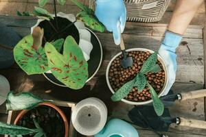 Jeune femme jardiniers repiquage plante dans céramique marmites. photo