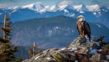 majestueux chauve Aigle se percher sur pin arbre généré par ai photo