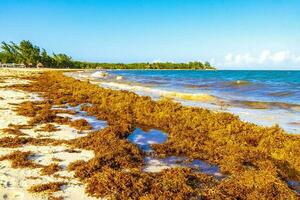 belle plage des caraïbes totalement sale sale méchant problème d'algues mexique. photo