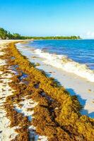 belle plage des caraïbes totalement sale sale méchant problème d'algues mexique. photo