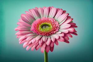 rose gerbera fleur sur pastel Contexte - génératif ai photo