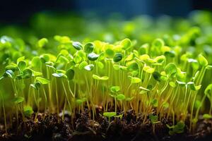 de jardin à assiette - boîte de fait maison juteux microgreens - génératif ai photo