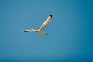 en volant mouette contre le bleu ciel dans ensoleillé temps. une oiseau monte en flèche diffusion ses ailes, comme un avion. photo