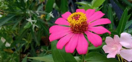 la photographie de fleurs dans le jardin photo