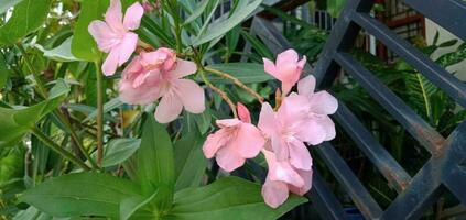 la photographie de fleurs dans le jardin photo