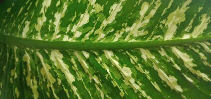 la nature la photographie - syngonium plante feuilles surface modèle photo