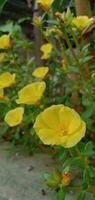 la nature la photographie - Jaune portulaca fleurs photo