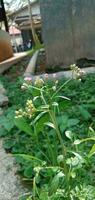 rose cyanthillium cinereum fleurs photo