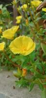 la nature la photographie - Jaune portulaca fleurs photo