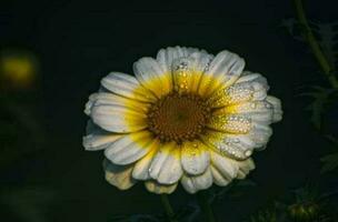 magnifique épanouissement fleur photo