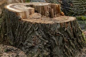 Couper souche de une très gros vieux arbre photo