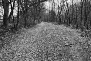 sentier dans le les bois photo