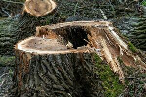 Couper souche de une très gros vieux arbre photo