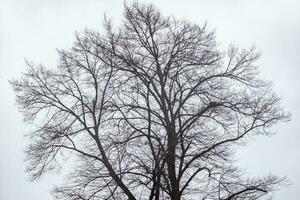 des arbres dans le foncé l'automne photo