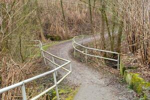 chemin dans les bois photo