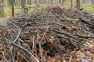 pile de bois de chauffage dans le forêt photo