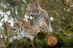 magnifique Jeune européen Lynx proche en haut photo