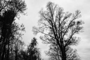 des arbres dans le pluvieux ciel photo