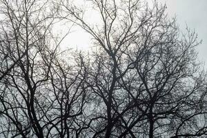 silhouette de une arbre dans hiver photo