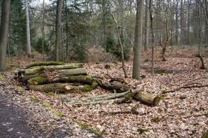 matin dans la forêt brumeuse photo