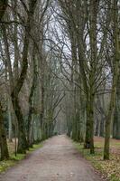 petit chemin dans le les bois photo