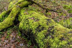 vieux cassé arbre avec mousse photo